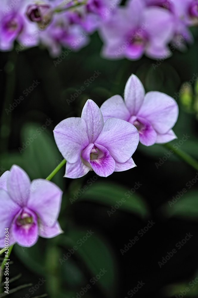 A picture of an orchid