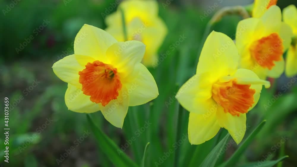spring yellow flowers daffodils close up spring yellow flowers daffodils close up