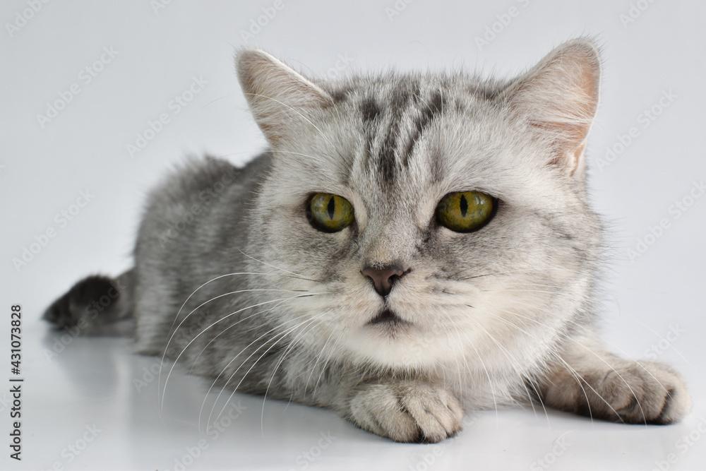 A tabby cat is lying on a white one. Domestic animals.