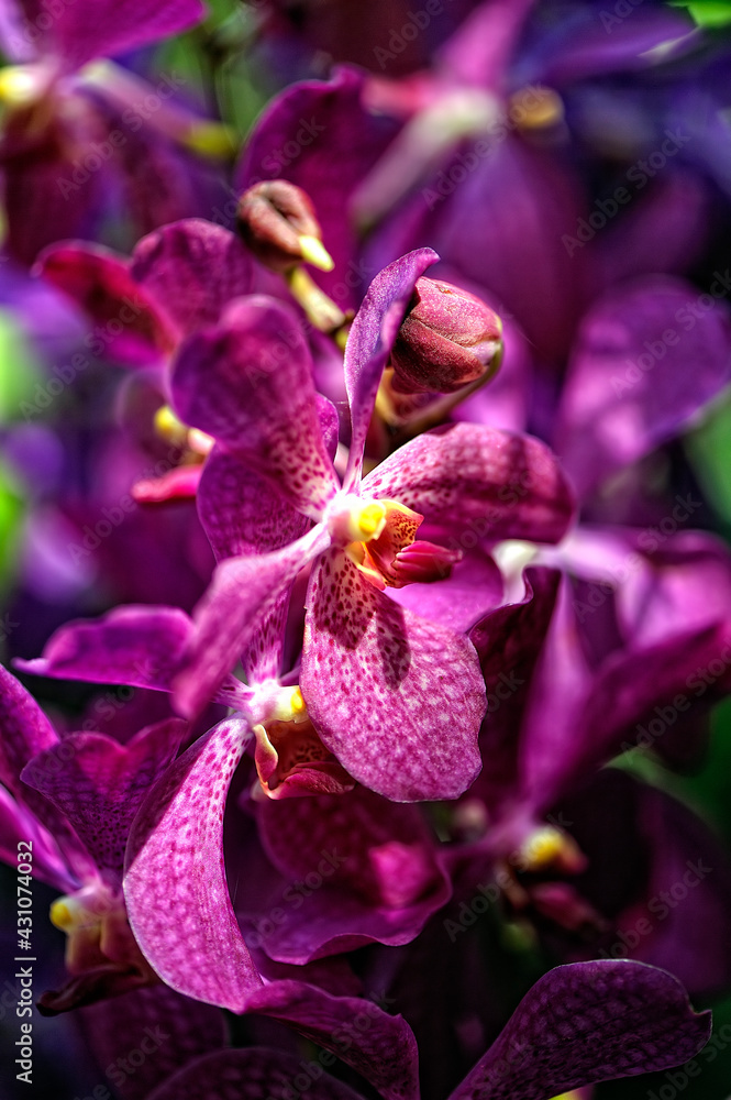 A picture of an orchid