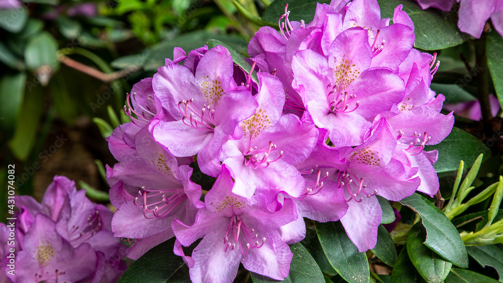 Pink Rhododendron