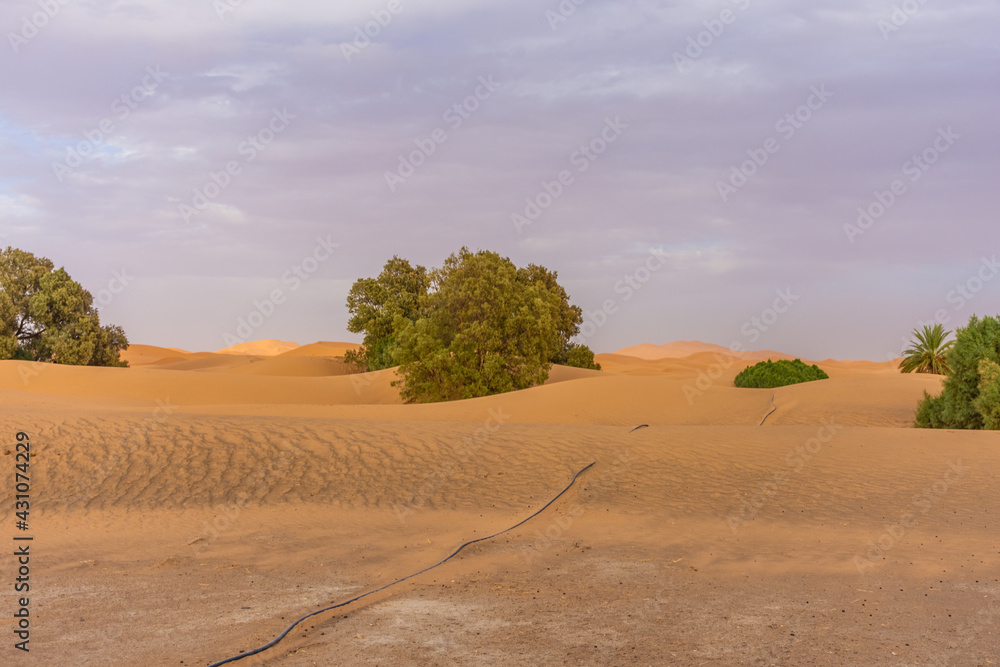 Vegetation in the Sahara Desert, Merzouga, Morocco Vegetation in the Sahara Desert, Merzouga, Morocco