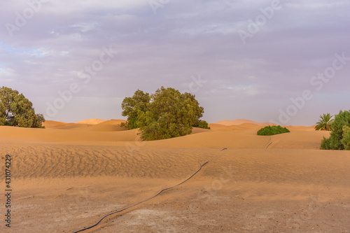 Vegetation in the Sahara Desert  Merzouga  Morocco