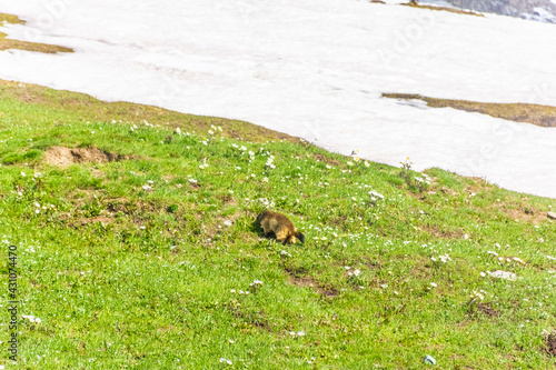 Marmot in the snowy landscape of Gran Paradiso National Park in Italy
