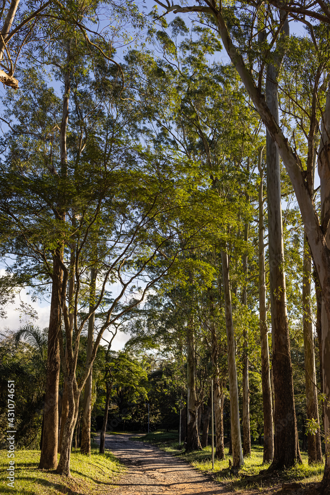 Parque Estadual do Carmo, reserva natural. Entardecer no parque com raios de Sol entre as árvores. Parque Estadual do Carmo, reserva natural. Entardecer no parque com raios de Sol entre as árvores.