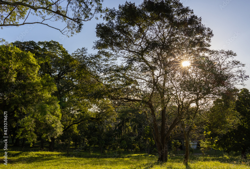 Obraz premium Raios solares entre os galhos de arvore grande