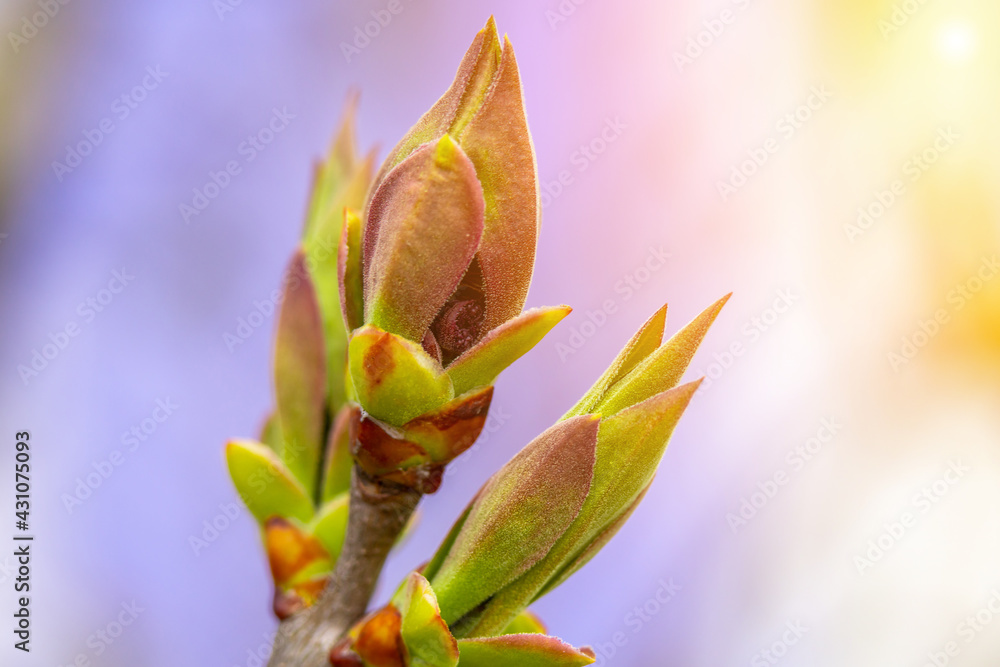 Unblown buds on trees macro. Bare young tree branches in spring in the garden close-up on a blurred background flare effect Unblown buds on trees macro. Bare young tree branches in spring in the garden close-up on a blurred background flare effect