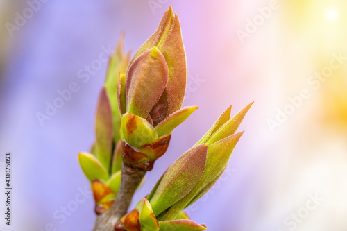 Unblown buds on trees macro. Bare young tree branches in spring in the garden close-up on a blurred background flare effect