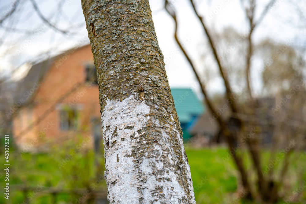 Whitewashed bark of tree growing in sunny orchard garden on blurred background. Spring gardening, preparing the tree for spring.