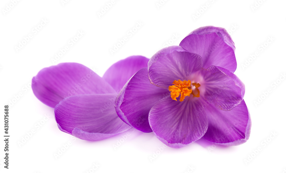Obraz premium Crocus flower isolated on white background. Close up of saffron flower.