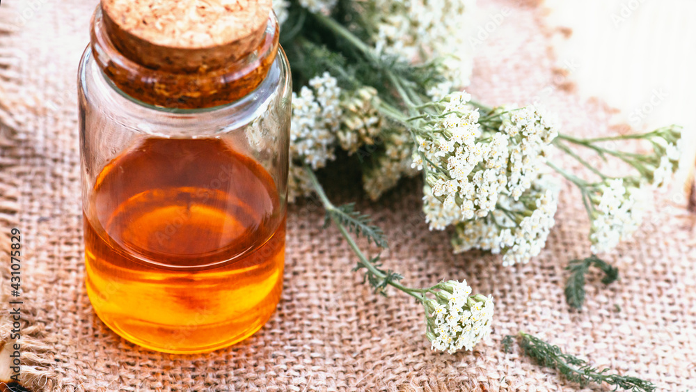 Yarrow herbal tincture in white bottle with a cork. Achillea millefolium white fresh flowers On a wooden cutting board ready for cooking medicines, medicines or drying Yarrow herbal tincture in white bottle with a cork. Achillea millefolium white fresh flowers On a wooden cutting board ready for cooking medicines, medicines or drying