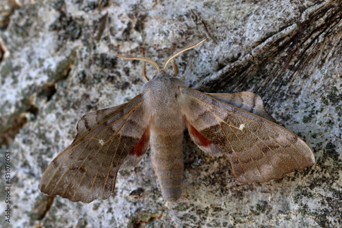 poplar hawkmoth photo