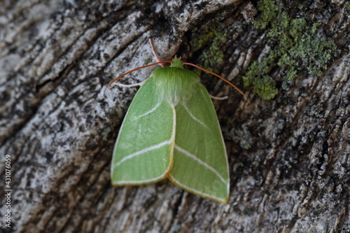 moth