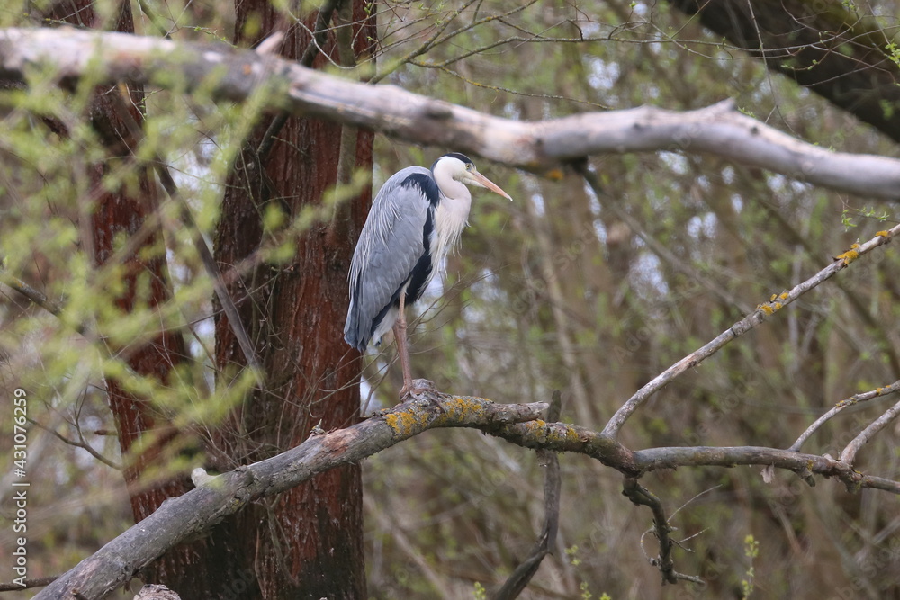 Fototapeta premium blue heron ardea cinerea