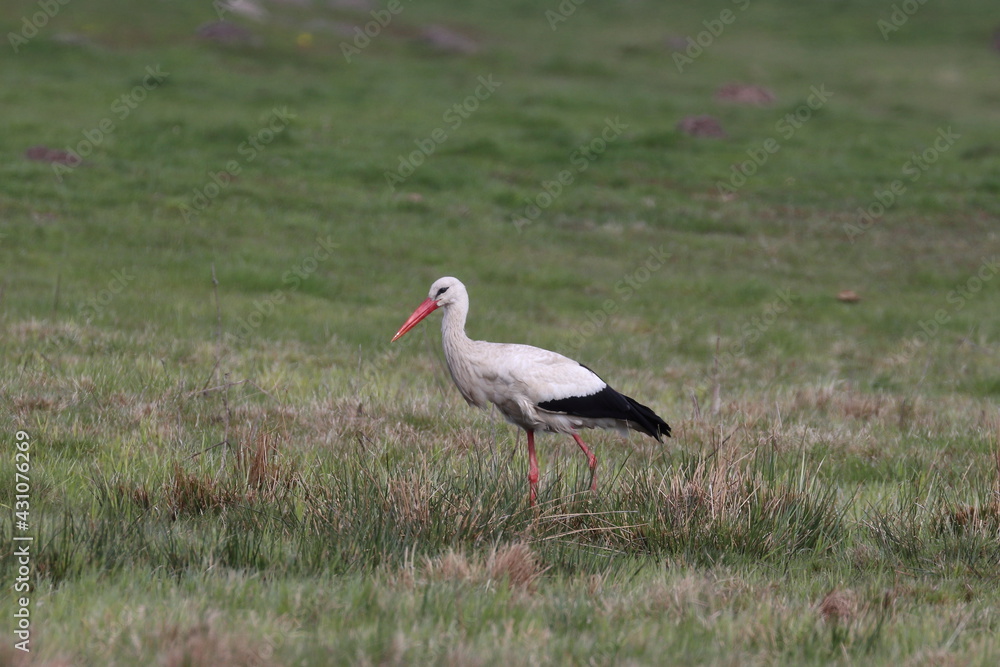 Fototapeta premium white stork ciconia