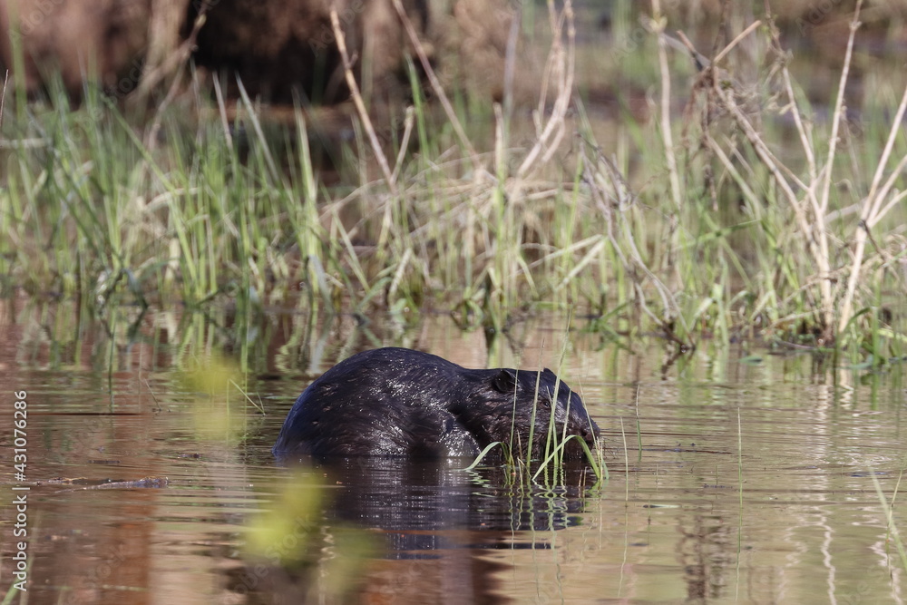 beaver in the swamp, Poland beaver in the swamp, Poland