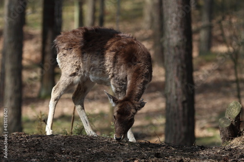 deer in the forest, young dama dama