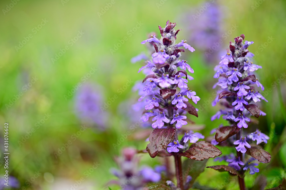 Obraz premium 十二単の花