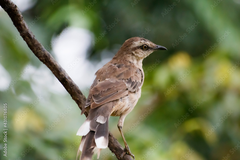 Fototapeta premium Nature's Songbird: Delighting in the Melody of an Avian Companion