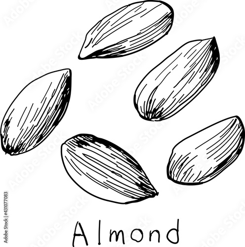 Hand-drawn pen drawing of almonds.