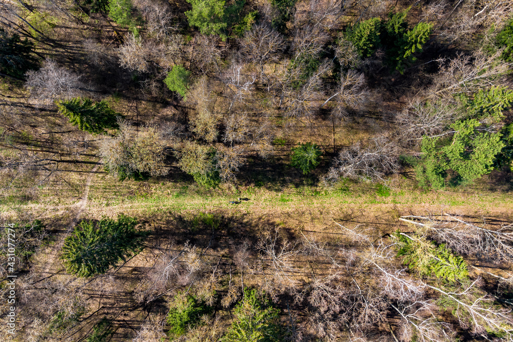 Aerial view of a spring mixed forest with footpath, 83 meters - 272 feet Aerial view of a spring mixed forest with footpath, 83 meters - 272 feet