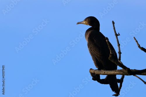 cormorant © Thomas