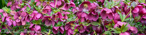 Dark maroon blooms of a hellebore growing in a spring garden, as a nature background 