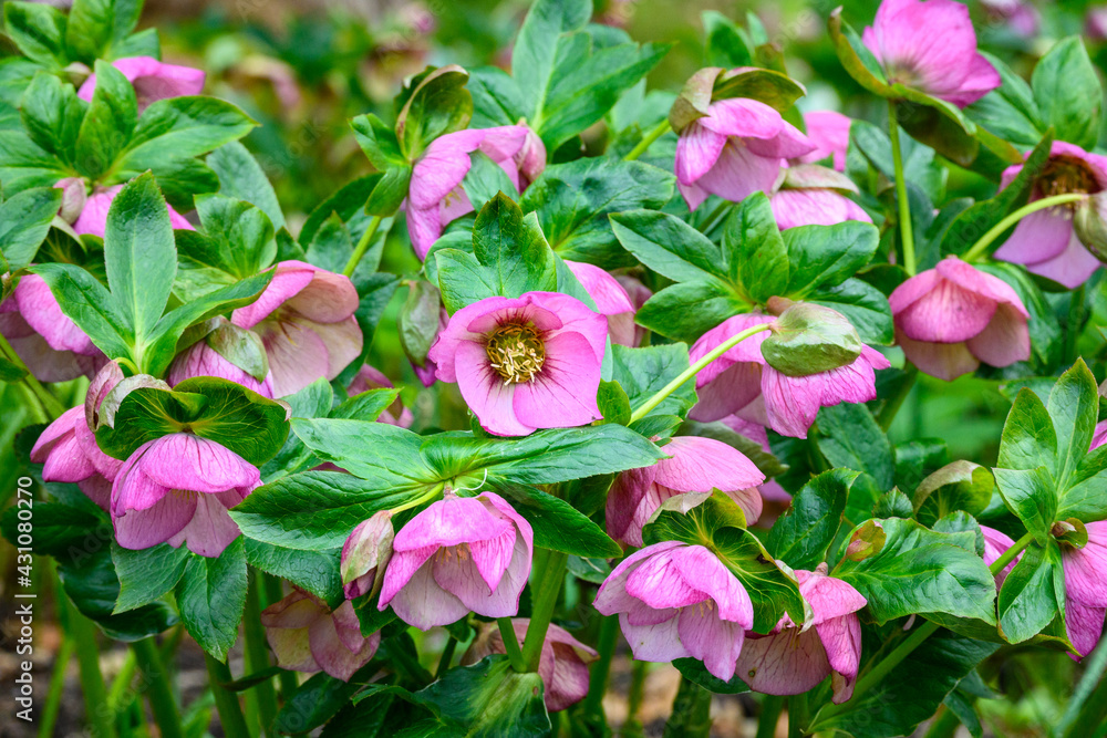 Pink blooms of a hellebore growing in a spring garden, as a nature background
Pink blooms of a hellebore growing in a spring garden, as a nature background