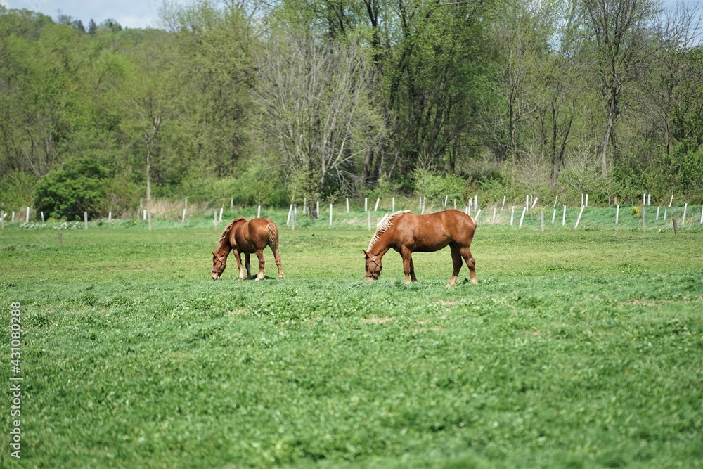 horses in the meadow