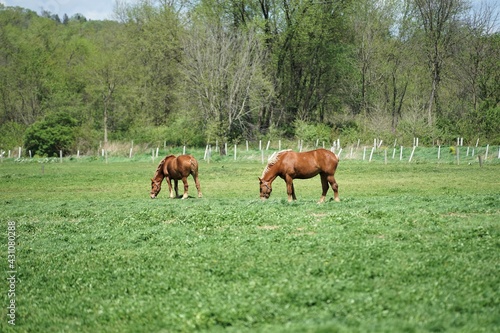 horses in the meadow © Vito Natale NJ USA