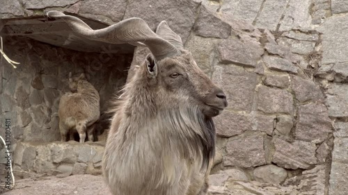 Everyday life of funny screw horn goats   in captivity