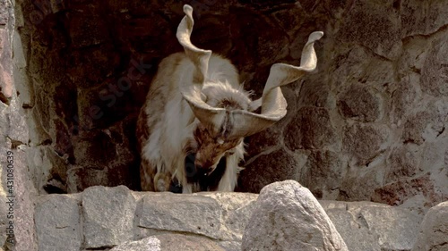 Everyday life of funny screw horn goats   in captivity