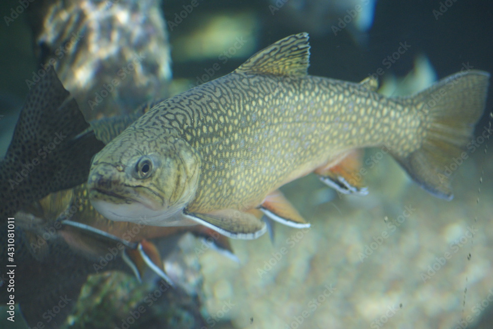 Brook trout Brook trout