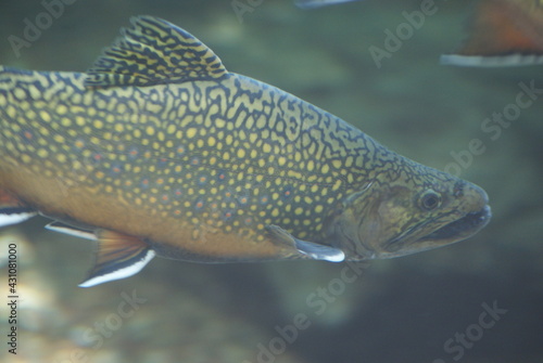 Fototapeta Naklejka Na Ścianę i Meble -  Brook trout
