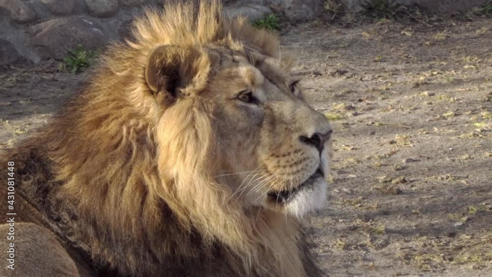 Asian lion the king of animals stares intently into the video camera Asian lion the king of animals stares intently into the video camera