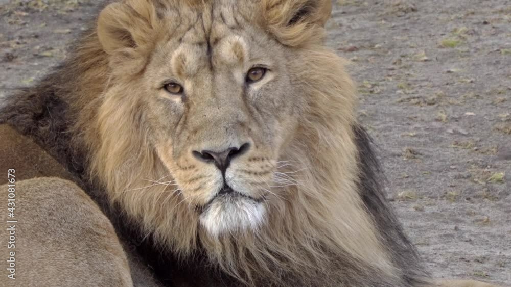 Asian lion the king of animals stares intently into the video camera Asian lion the king of animals stares intently into the video camera
