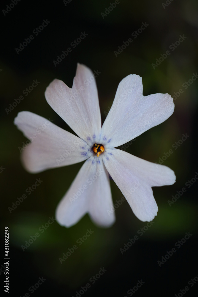 Flower blossom close up in black background Phlox sabulata L. family polemoniaceae botanical modern high quality big size educational print Flower blossom close up in black background Phlox sabulata L. family polemoniaceae botanical modern high quality big size educational print