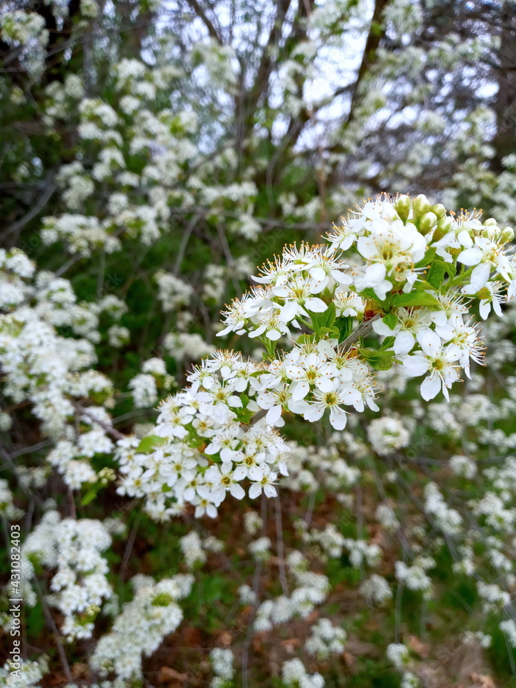 Spring Time Spring Time