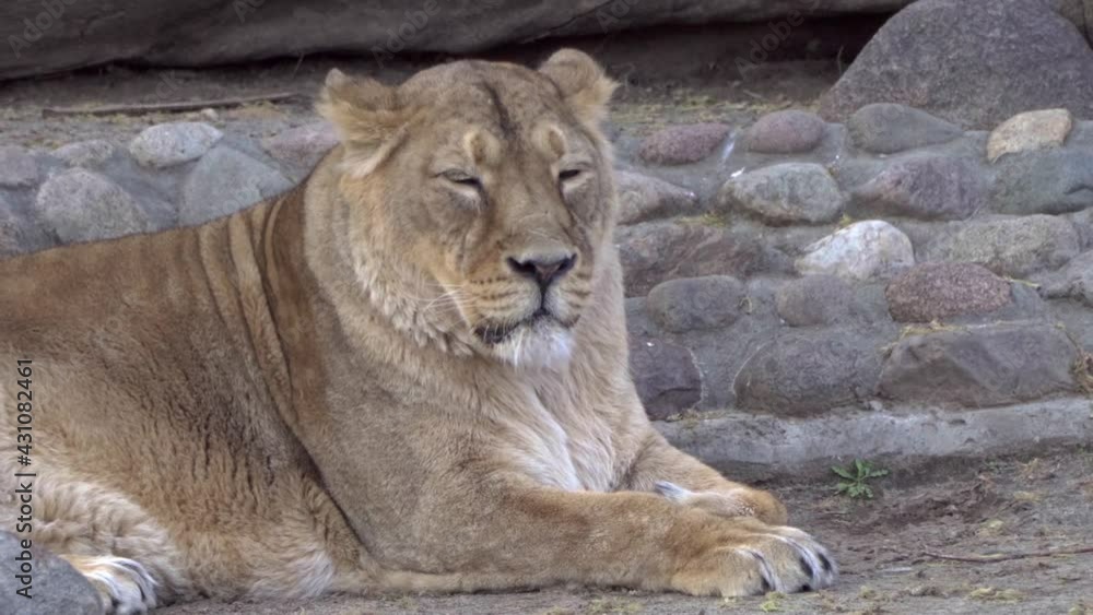 Eye contact with an Asian lioness watching the cameraman Eye contact with an Asian lioness watching the cameraman