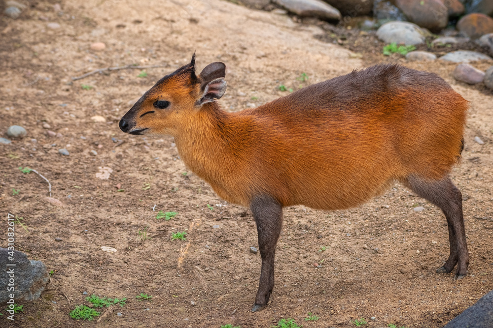 2021-04-30 A LONE RED FLANKED DUIKER