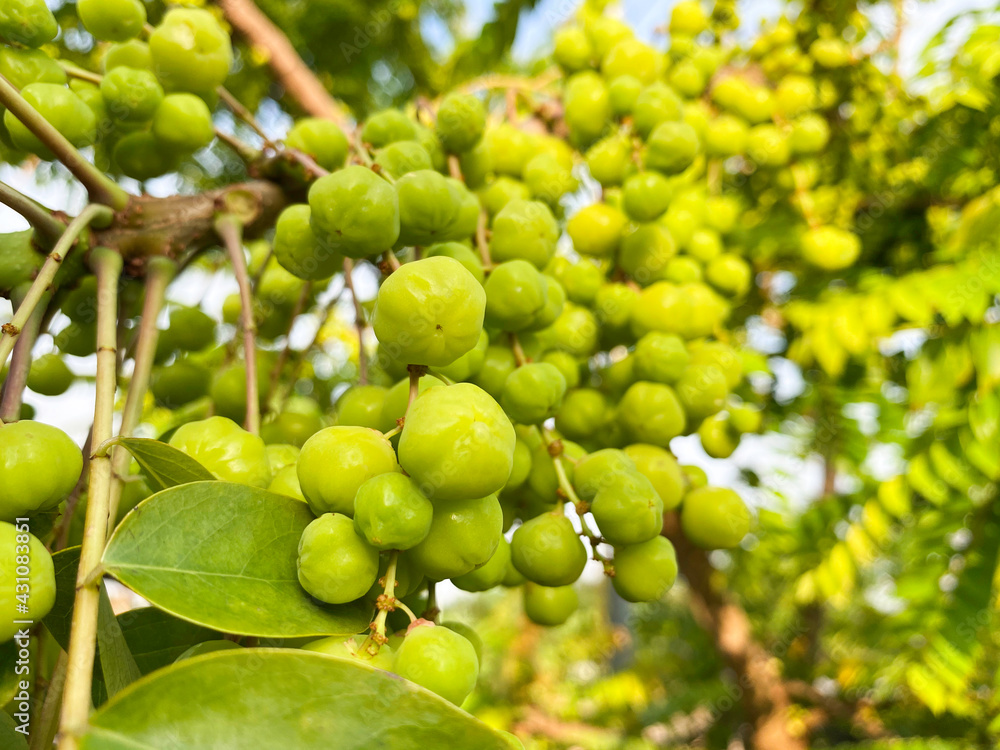 fresh star gooseberry on the tree, organic fruit, sour fruit fresh star gooseberry on the tree, organic fruit, sour fruit