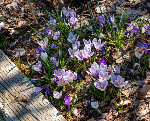 Spring Flowers in Steamboat Springs Botanical Garden on Opening Day photo