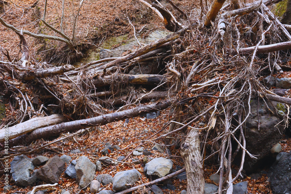 豪雨災害による沢を流れる川の流木や土石流の被害