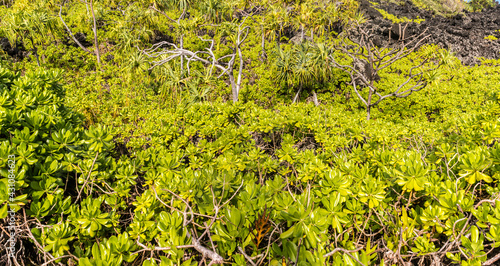 Hala Tree Forest On The Kipapa O Kikapi'ilani Trail, Waianapanapa State Park, Maui, Hawaii, USA photo