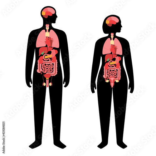 Human internal organs
