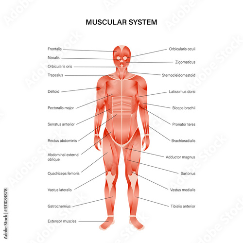 Human muscular system
