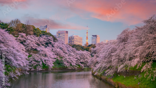 Canvas Print Chidorigafuchi park during the spring season with sakura in Tokyo