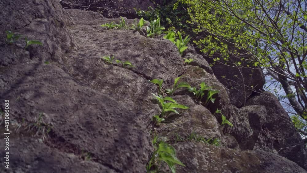 筑波山岩の隙間に生えるたくましい植物の初夏