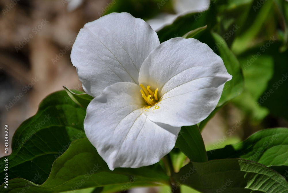 White Trillium Flower in Ontario, Canada White Trillium Flower in Ontario, Canada