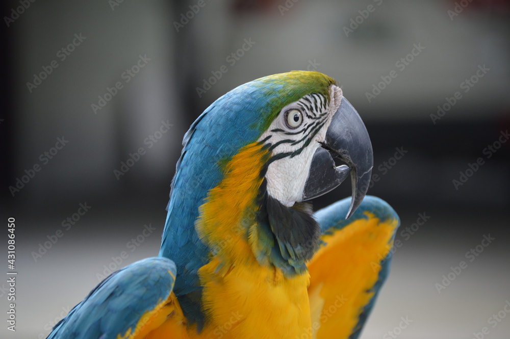 Macaw in Ocala, Florida.